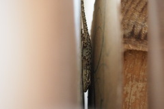 Tarentola mauritanica