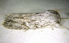 Acronicta lanceolaria