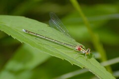 Enallagma vesperum