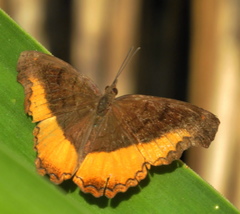 Eurytela dryope angulata