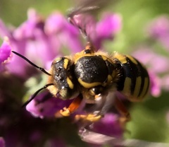 Anthidium
