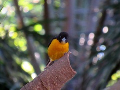 Ploceus bicolor bicolor