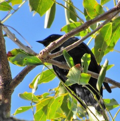 Melaniparus niger niger