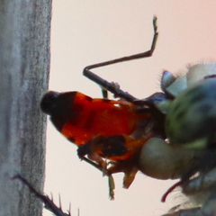 Oncopeltus fasciatus