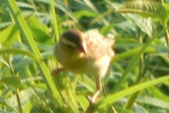 Ploceus hypoxanthus chryseus