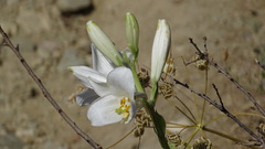 Lilium candidum