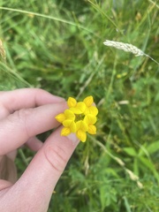 Lotus corniculatus