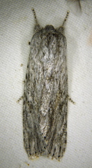 Acronicta lanceolaria