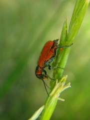 Malachius coccineus