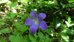 Campanula ramosissima