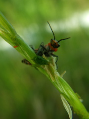 Malachius coccineus