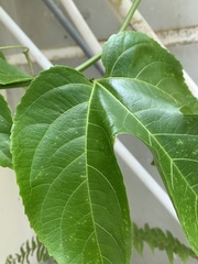 Passiflora edulis