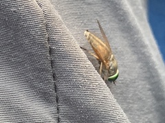 Tabanus nigrovittatus