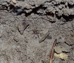 Dysderidae