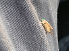 Tabanus nigrovittatus