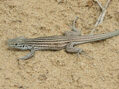 Aspidoscelis neomexicanus