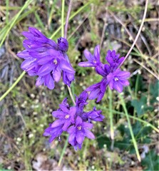 Dichelostemma congestum