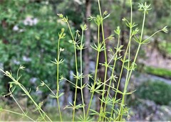 Galium divaricatum