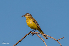 Motacilla flava