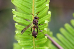 Ropalidia hongkongensis