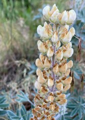 Lupinus leucophyllus leucophyllus