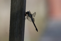 Oncopeltus fasciatus