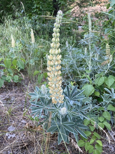 Lupinus leucophyllus ssp. leucophyllus