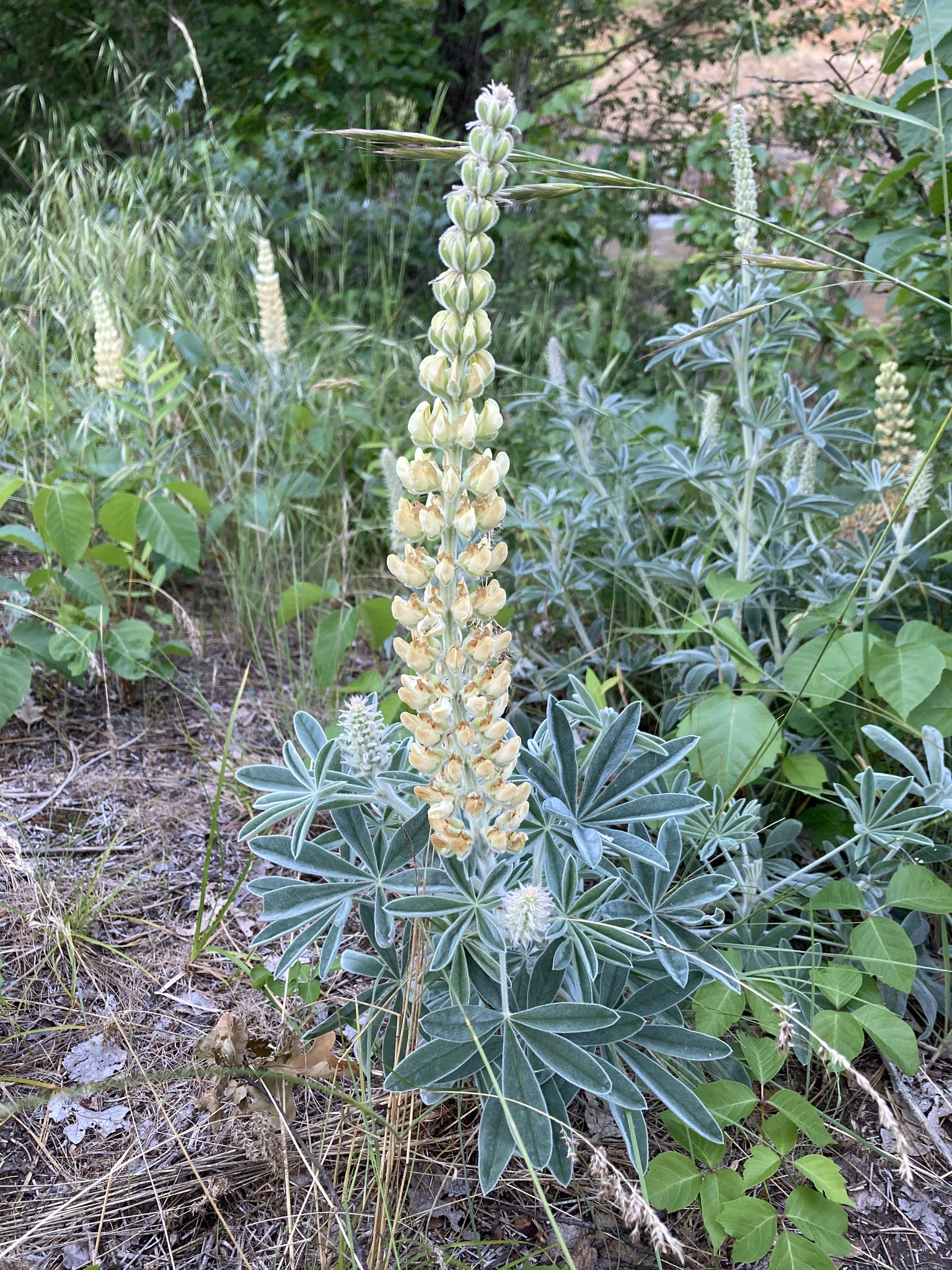 Lupinus leucophyllus ssp. leucophyllus