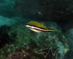 Canthigaster callisterna