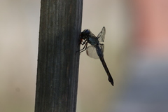 Oncopeltus fasciatus