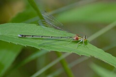 Enallagma vesperum