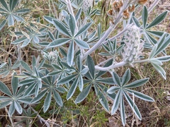 Lupinus leucophyllus leucophyllus
