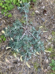 Lupinus leucophyllus leucophyllus