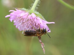 Andrena hattorfiana