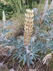 Lupinus leucophyllus leucophyllus
