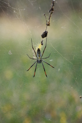 Trichonephila inaurata madagascariensis