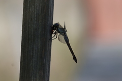 Oncopeltus fasciatus