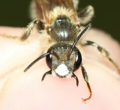 Andrena hattorfiana