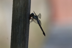 Oncopeltus fasciatus