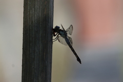 Oncopeltus fasciatus