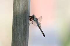 Oncopeltus fasciatus