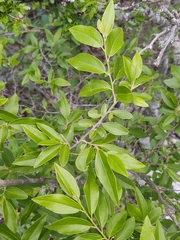 Neopringlea integrifolia