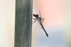 Oncopeltus fasciatus