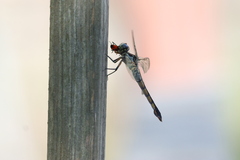 Oncopeltus fasciatus