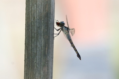 Oncopeltus fasciatus