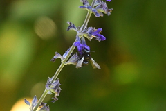 Xylocopa tabaniformis orpifex