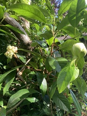 Hydrangea aspera
