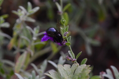 Xylocopa tabaniformis orpifex
