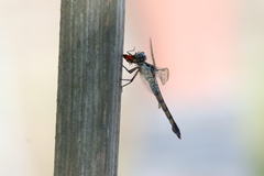 Oncopeltus fasciatus