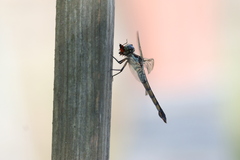 Oncopeltus fasciatus